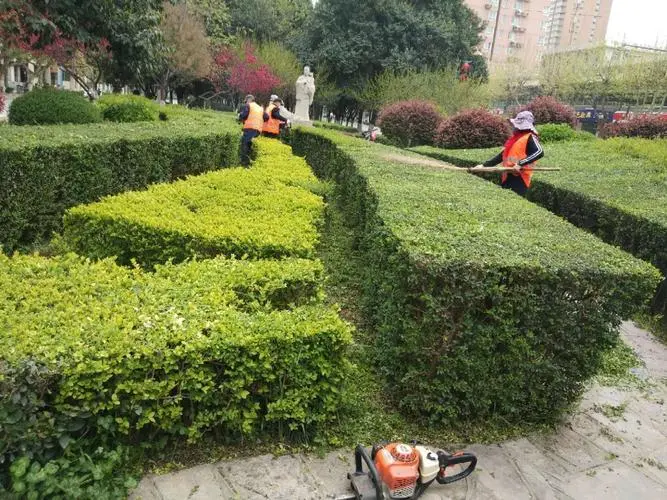 草坪养护不到位、花卉丢失频繁，风景园林管理待加强！