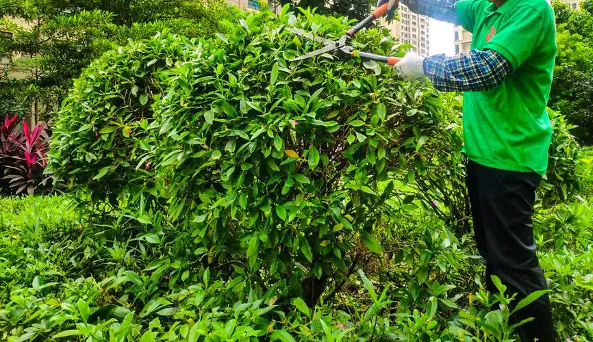 城市垃圾处理挑战：市政园林如何应对？